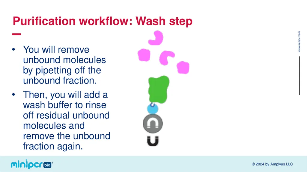 Biotech Skills Lab: Protein Expression and - slide 25 of 46