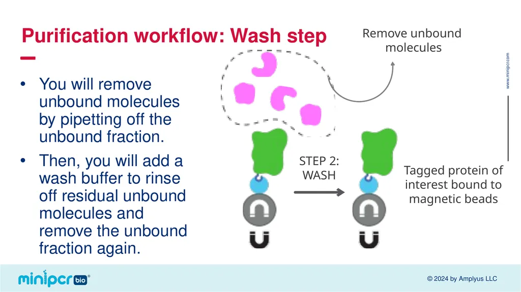 Biotech Skills Lab: Protein Expression and - slide 26 of 46