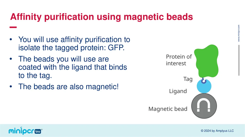 Biotech Skills Lab: Protein Expression and - slide 20 of 46