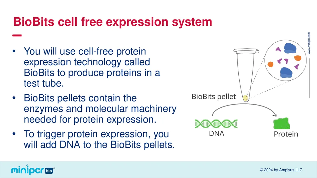 Biotech Skills Lab: Protein Expression and - slide 13 of 46