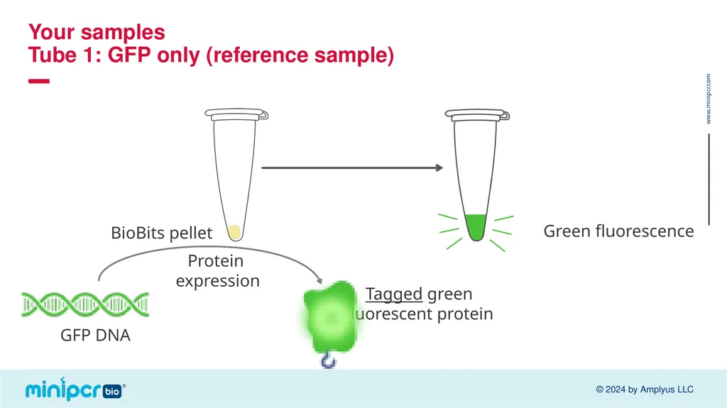 Biotech Skills Lab: Protein Expression and - slide 15 of 46