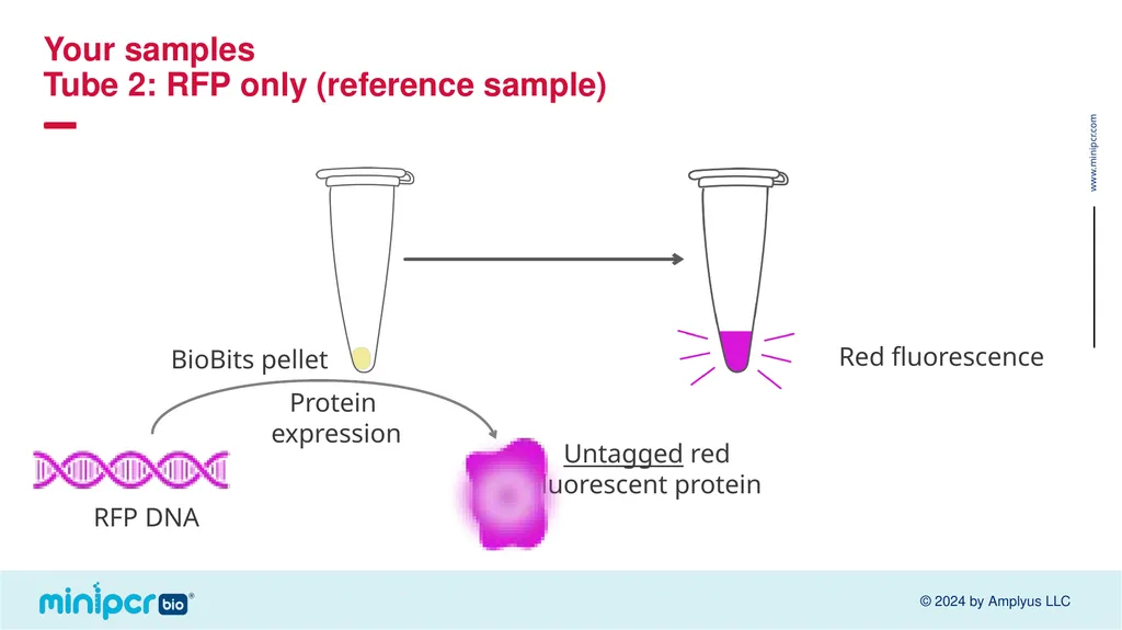 Biotech Skills Lab: Protein Expression and - slide 16 of 46