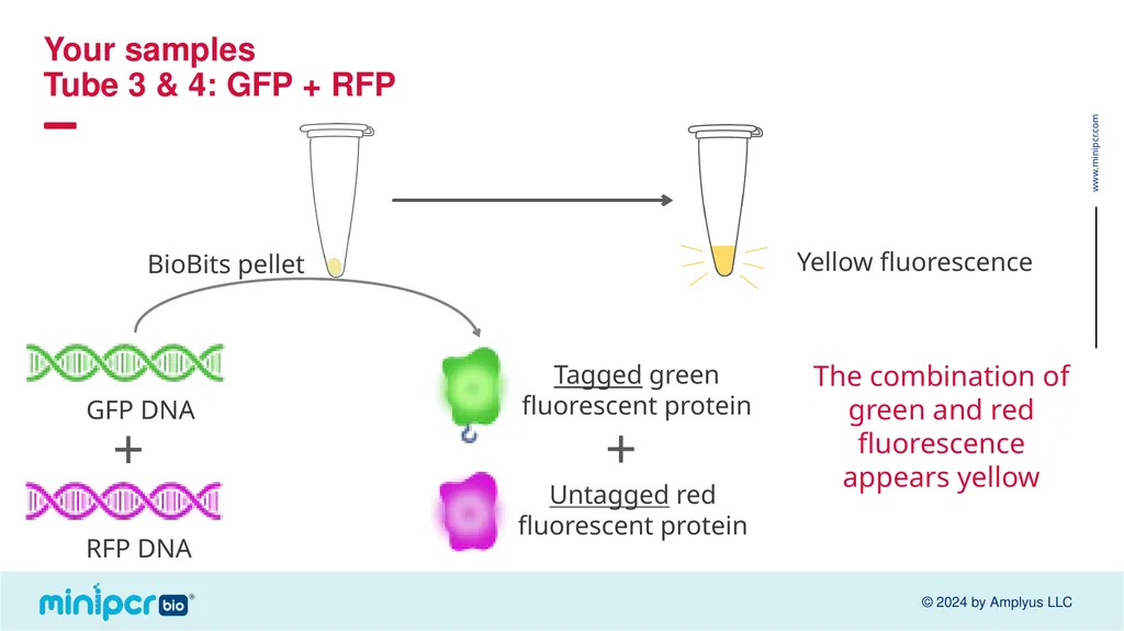 Biotech Skills Lab: Protein Expression and - slide 17 of 46