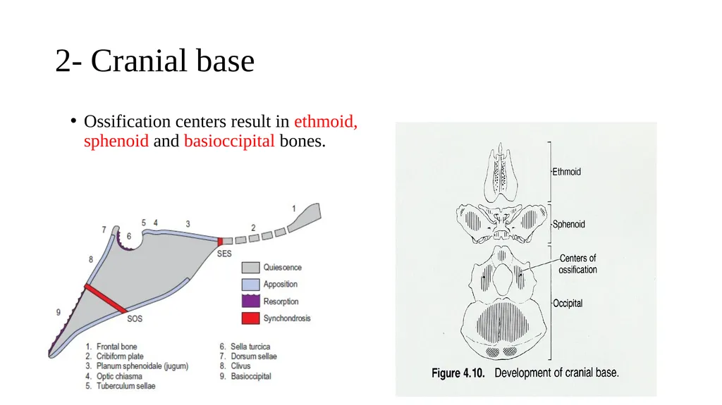 Growth and Development Post-natal Isra Dilshad - slide 17 of 46