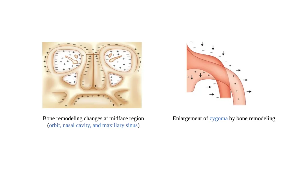 Growth and Development Post-natal Isra Dilshad - slide 29 of 46