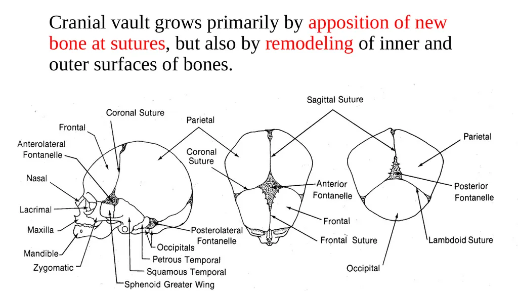 Growth and Development Post-natal Isra Dilshad - slide 14 of 46