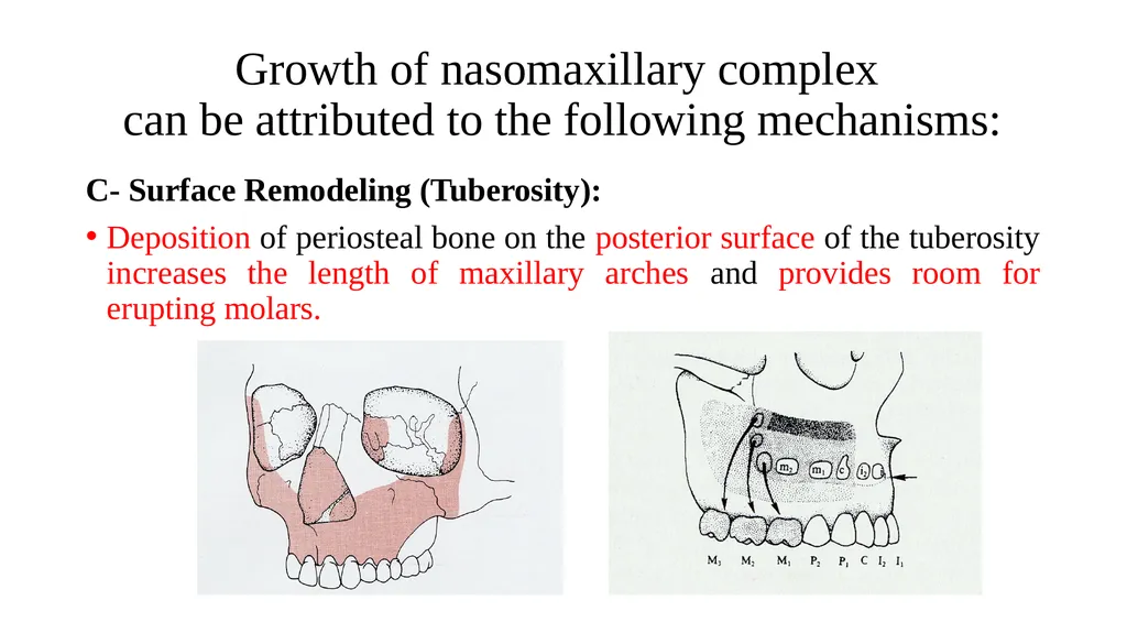 Growth and Development Post-natal Isra Dilshad - slide 30 of 46