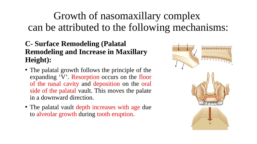 Growth and Development Post-natal Isra Dilshad - slide 31 of 46