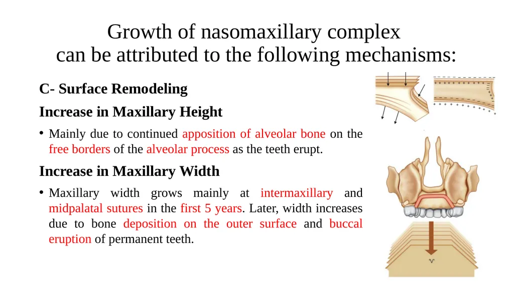 Growth and Development Post-natal Isra Dilshad - slide 33 of 46