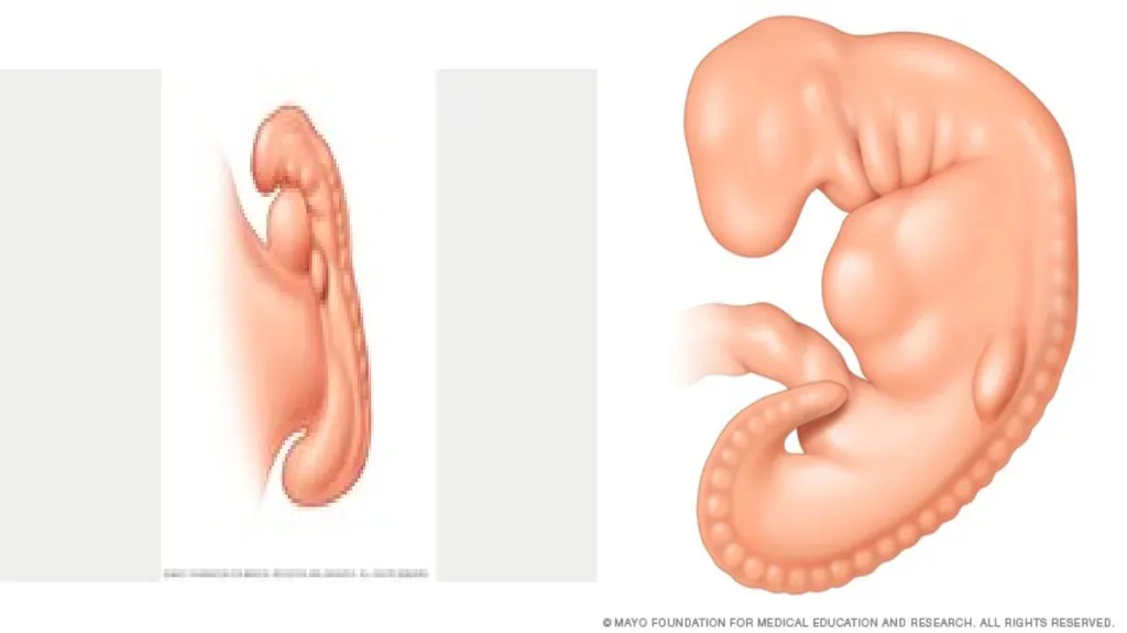 Embryology Anatomy & Physiology What is - slide 13 of 19
