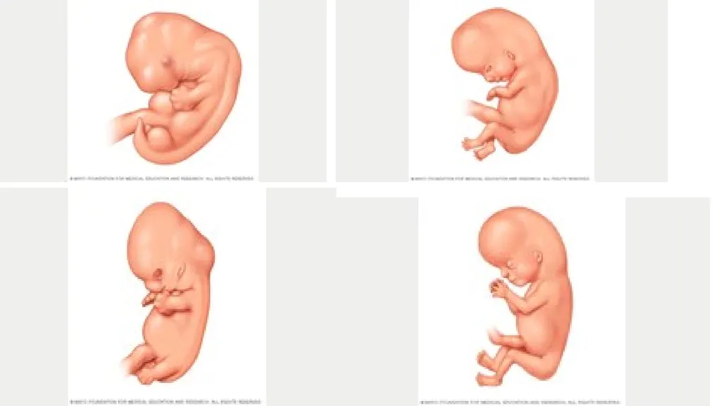 Embryology Anatomy & Physiology What is - slide 15 of 19