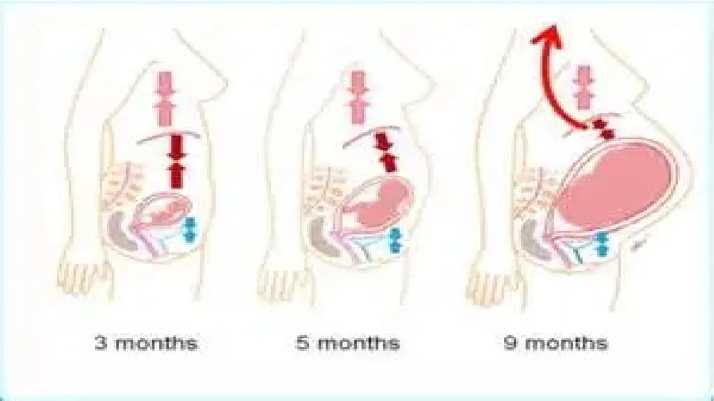 Embryology Anatomy & Physiology What is - slide 18 of 19