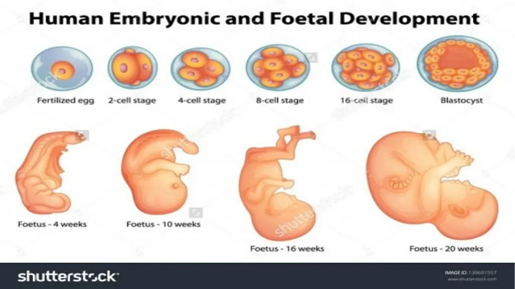 Embryology Anatomy & Physiology What is - slide 3 of 19