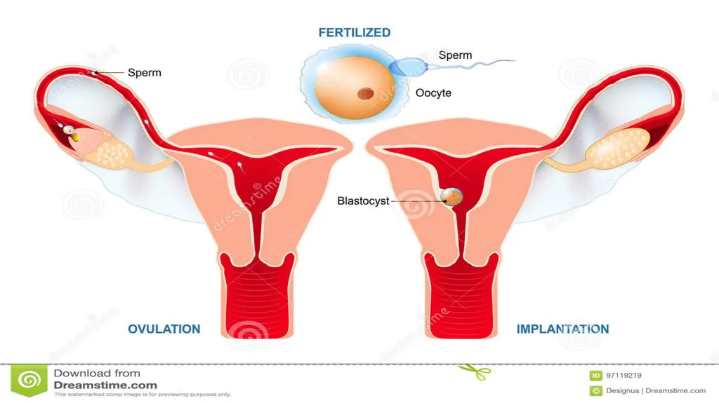 Embryology Anatomy & Physiology What is - slide 7 of 19