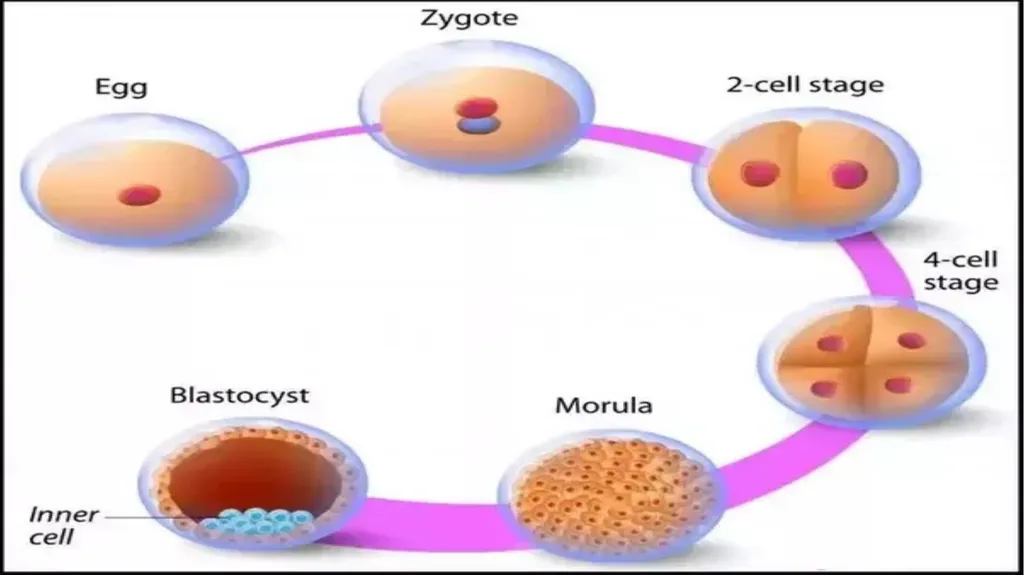 Embryology Anatomy & Physiology What is - slide 9 of 19