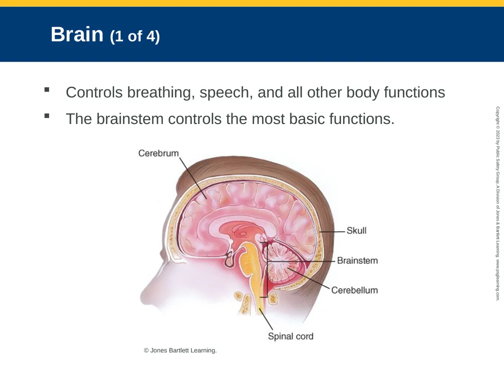 Neurologic Emergencies CHAPTER 19: Focused Lecture - slide 8 of 59