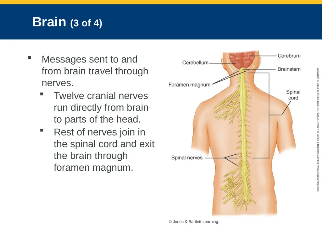 Neurologic Emergencies CHAPTER 19: Focused Lecture - slide 10 of 59