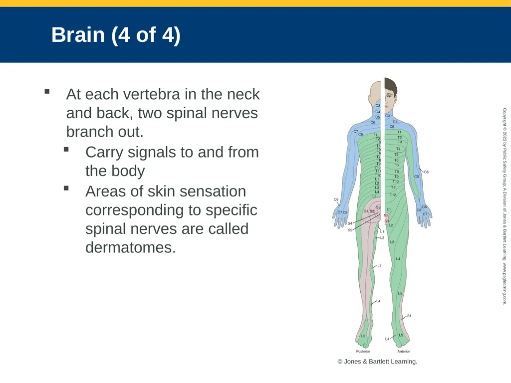 Neurologic Emergencies CHAPTER 19: Focused Lecture - slide 11 of 59
