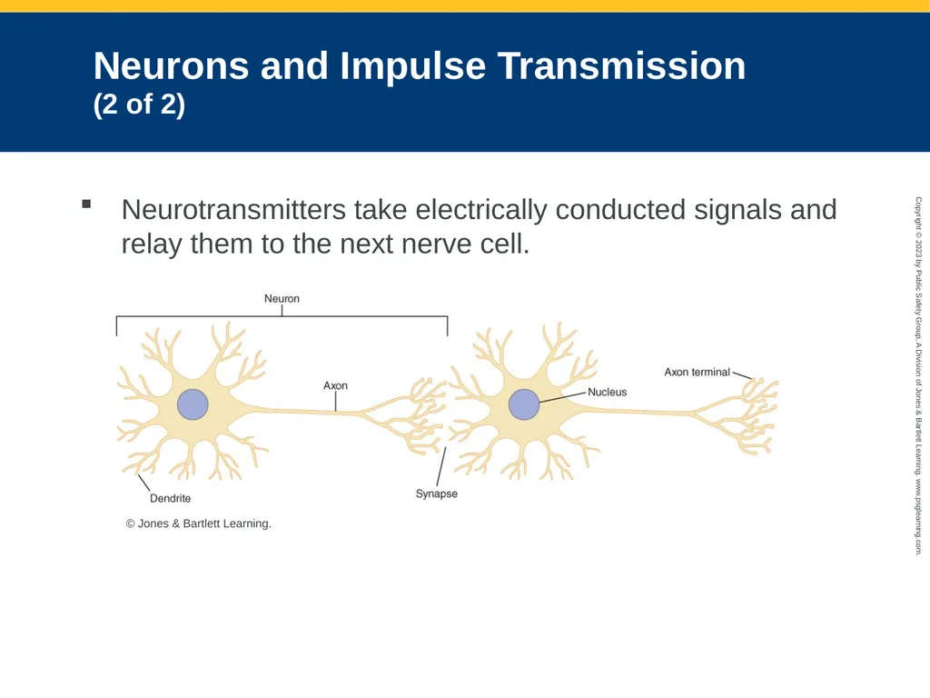 Neurologic Emergencies CHAPTER 19: Focused Lecture - slide 13 of 59