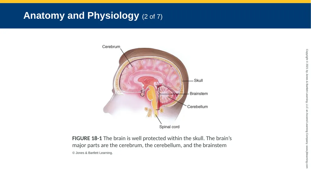 CHAPTER 18 Neurologic Emergencies National EMS - slide 9 of 103