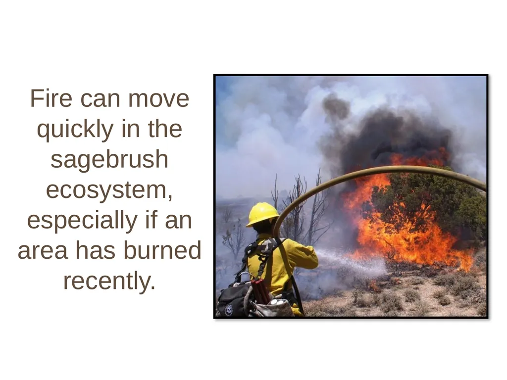 Fire! and the Sagebrush Ecosystem Fire can move - slide 2 of 12