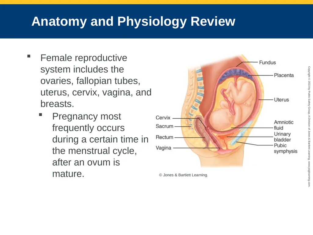 Obstetrics and Neonatal Care CHAPTER 35: Focused - slide 12 of 126