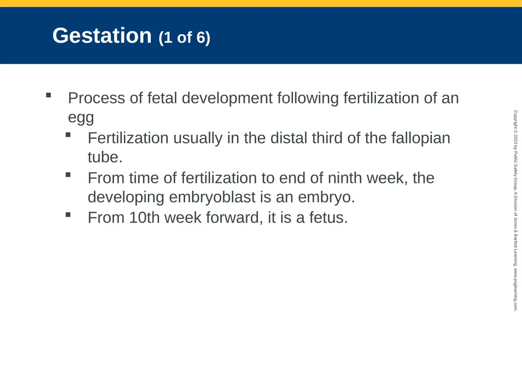 Obstetrics and Neonatal Care CHAPTER 35: Focused - slide 13 of 126