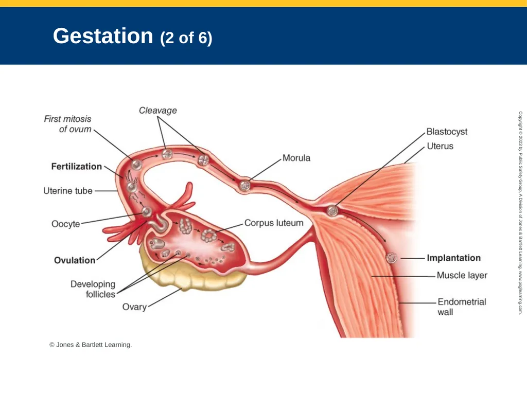 Obstetrics and Neonatal Care CHAPTER 35: Focused - slide 14 of 126