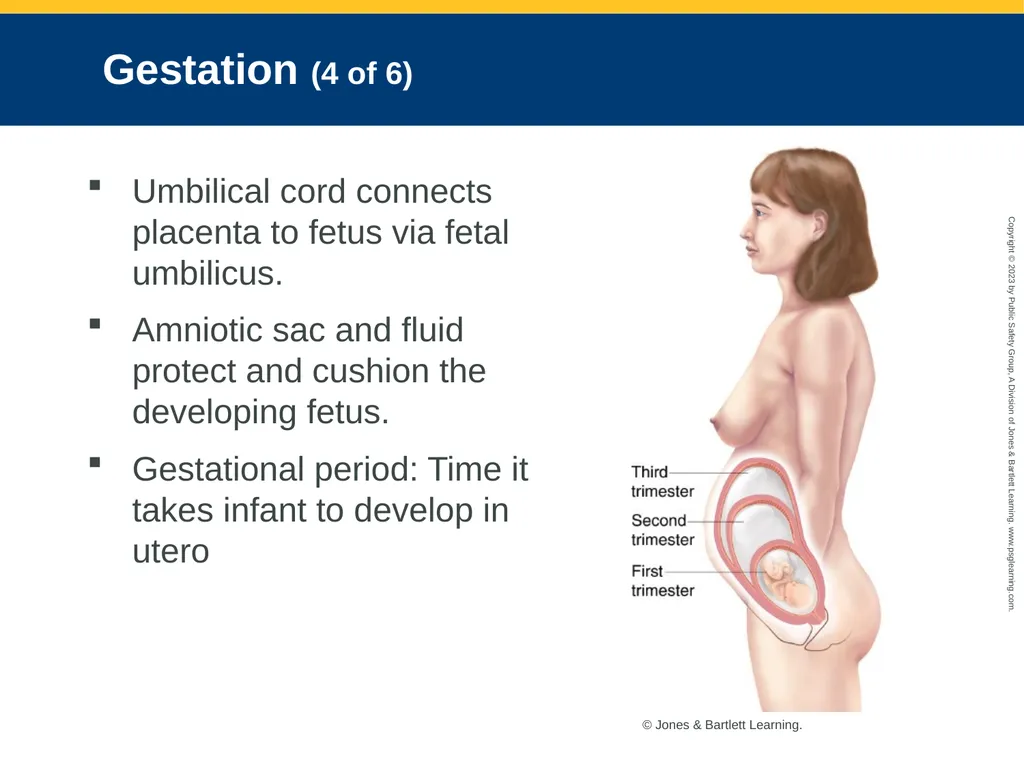 Obstetrics and Neonatal Care CHAPTER 35: Focused - slide 16 of 126