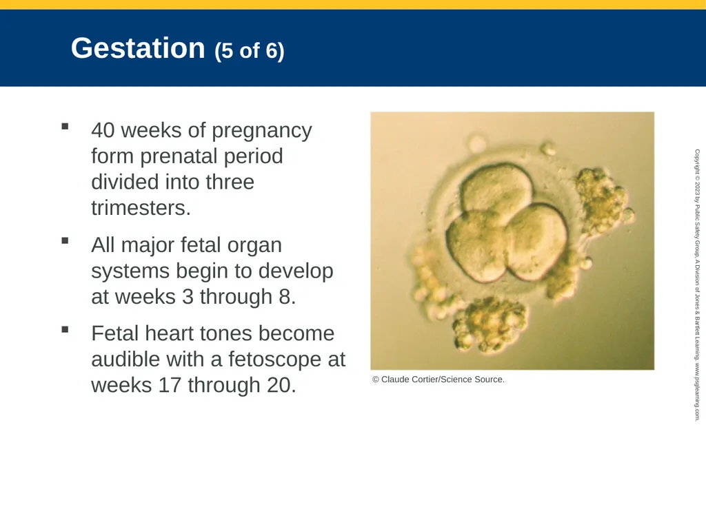 Obstetrics and Neonatal Care CHAPTER 35: Focused - slide 17 of 126