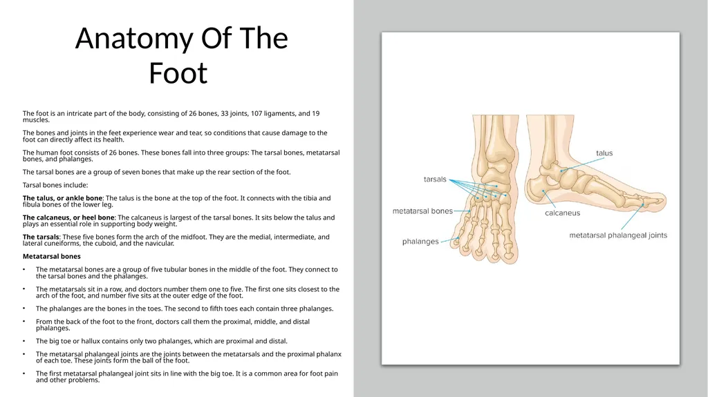 Manicure & Pedicure Introduction Manicure & - slide 14 of 40