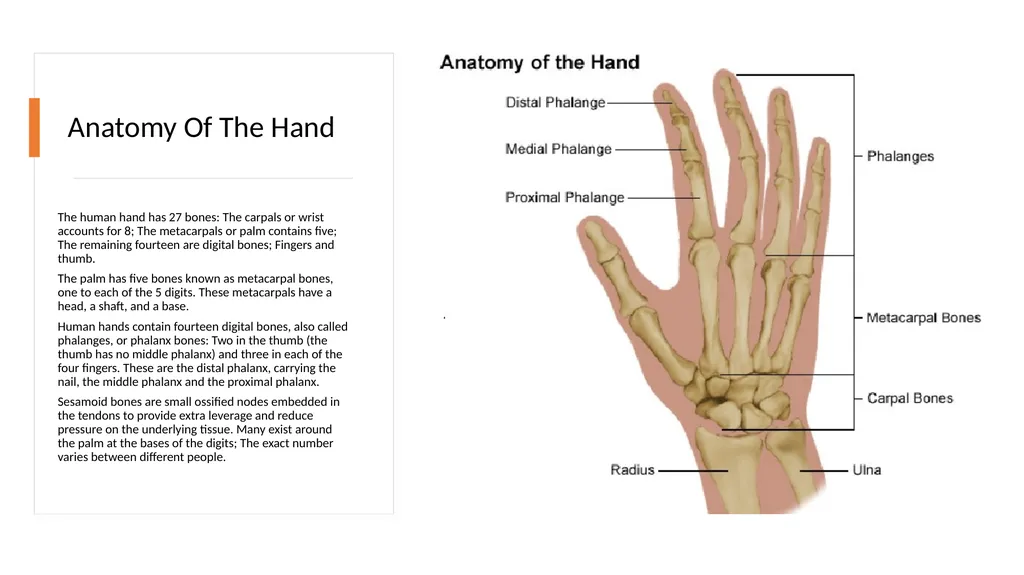 Manicure & Pedicure Introduction Manicure & - slide 11 of 40