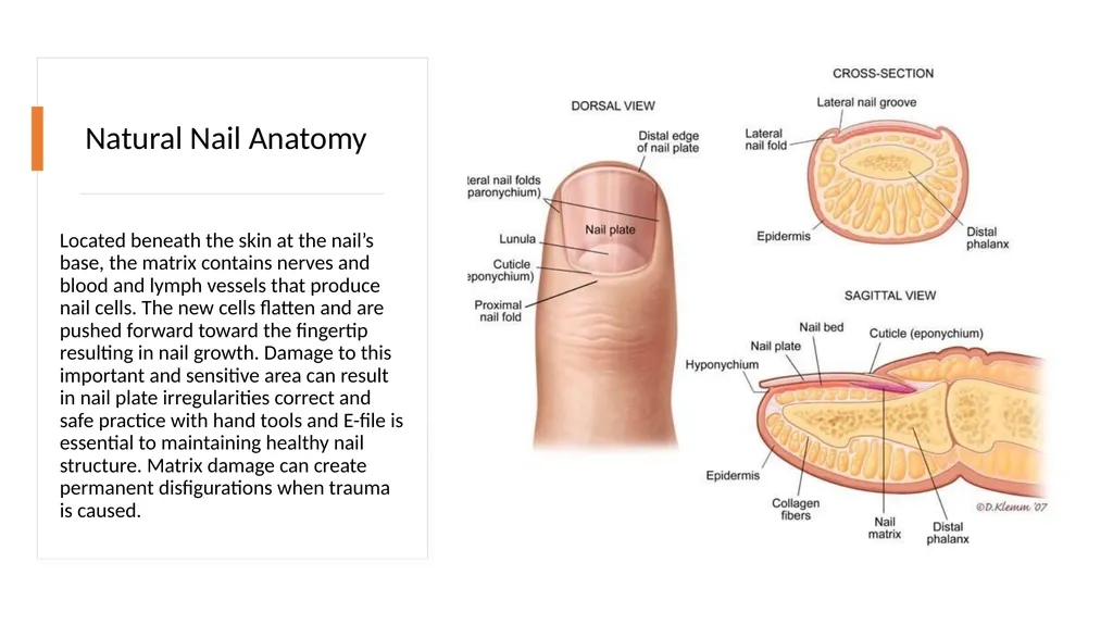 Manicure & Pedicure Introduction Manicure & - slide 12 of 40