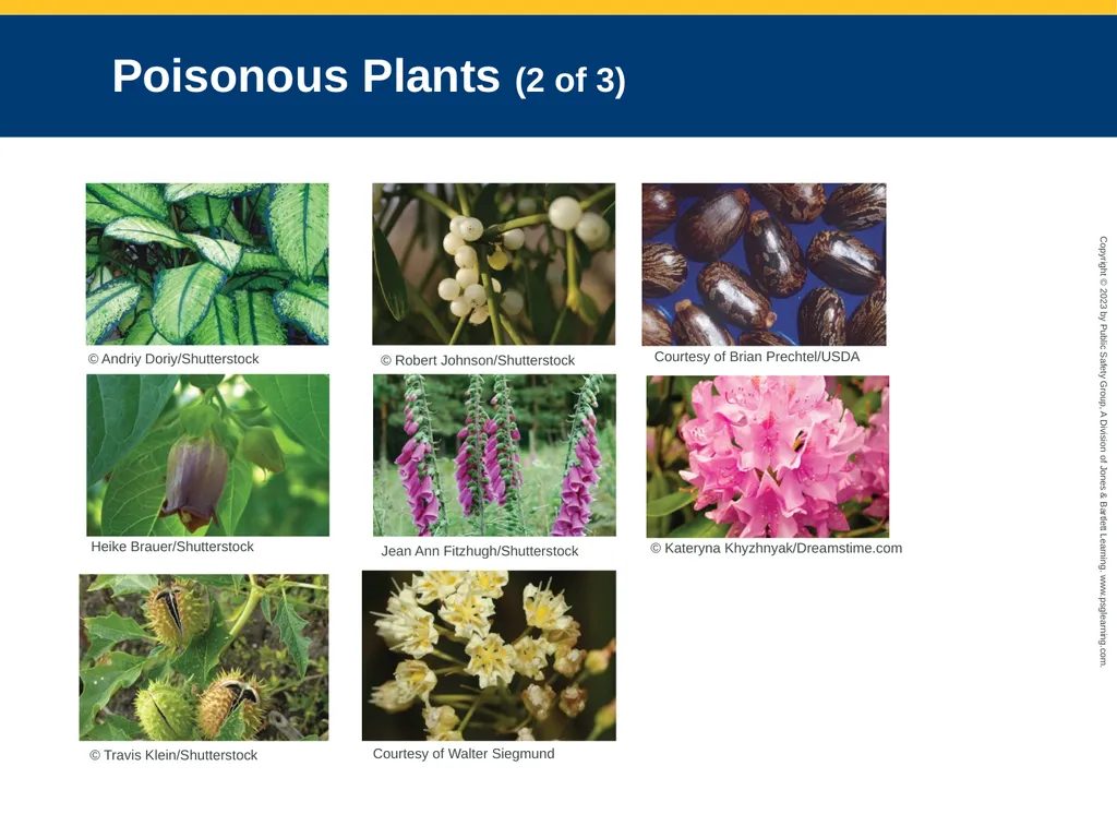 Toxicology CHAPTER 23: Focused Lecture National - slide 79 of 80