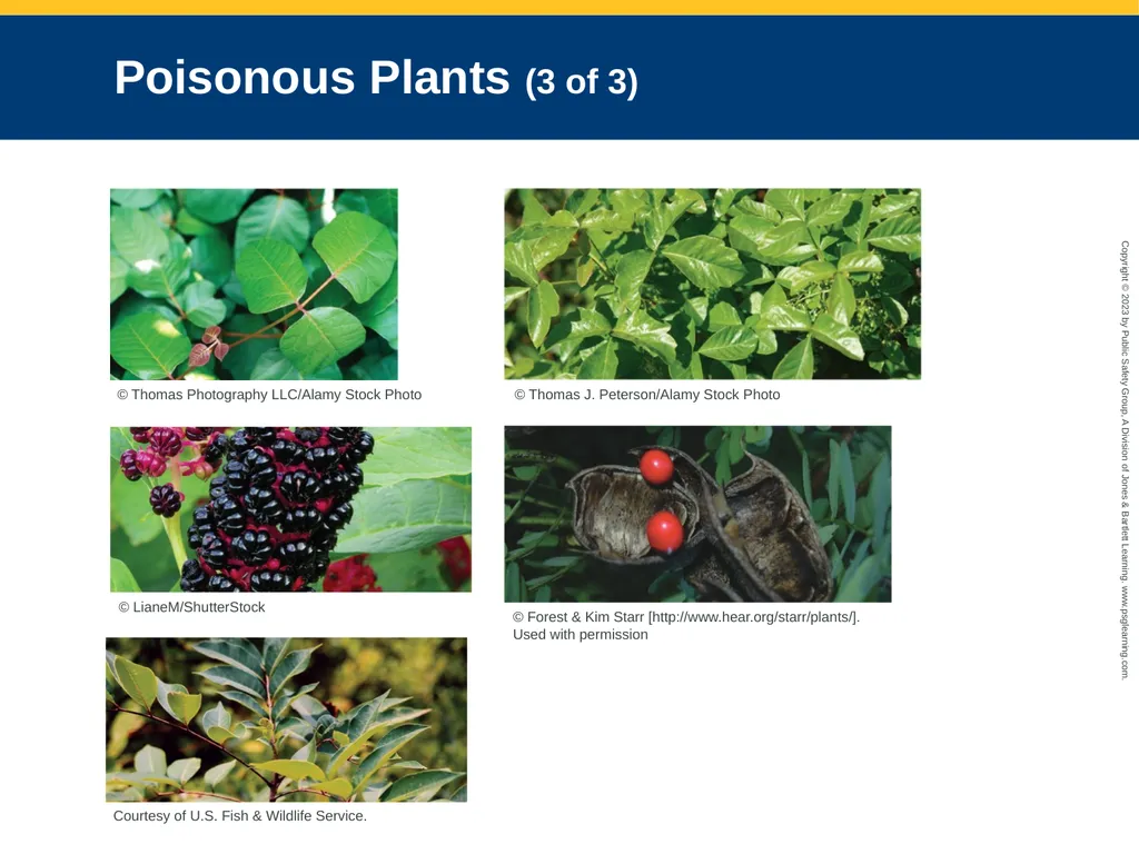 Toxicology CHAPTER 23: Focused Lecture National - slide 80 of 80