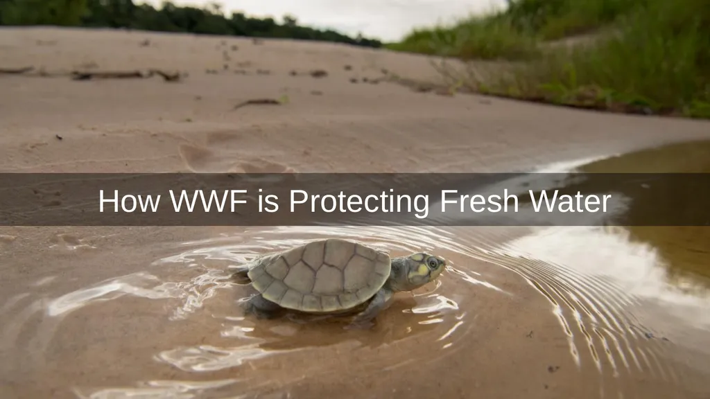 Fresh Water Less than 1% of the world’s water is - slide 12 of 20
