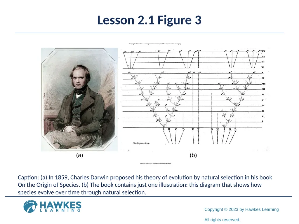 Lesson 2.1 Human Genetics Human Genetics Figure 1 - slide 6 of 26