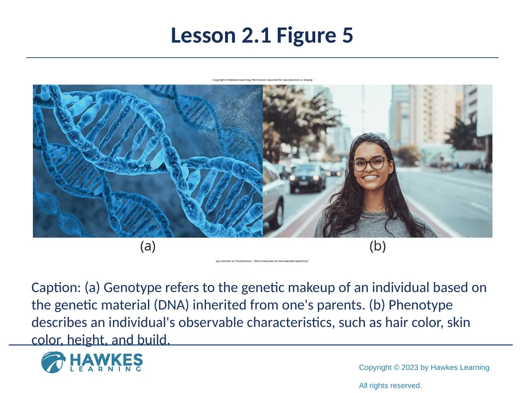 Lesson 2.1 Human Genetics Human Genetics Figure 1 - slide 11 of 26