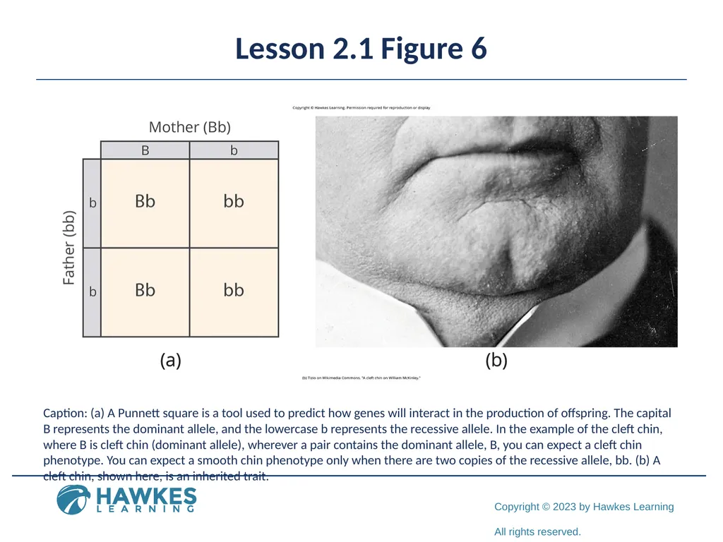 Lesson 2.1 Human Genetics Human Genetics Figure 1 - slide 14 of 26