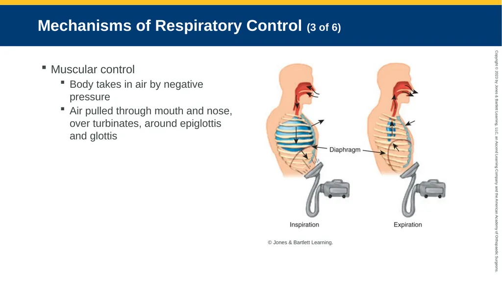 Respiratory Emergencies CHAPTER 17 Introduction - slide 16 of 179