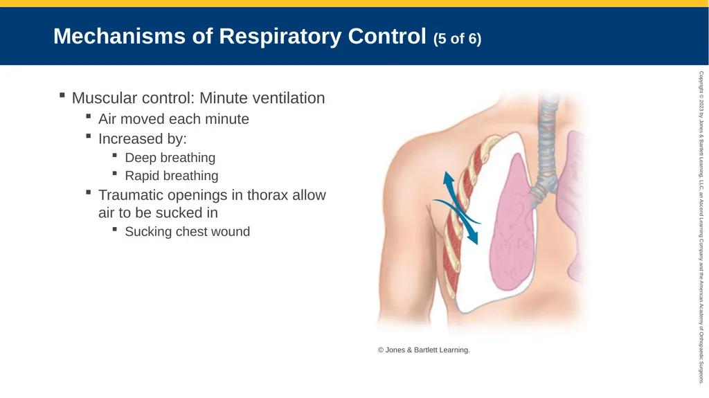 Respiratory Emergencies CHAPTER 17 Introduction - slide 18 of 179