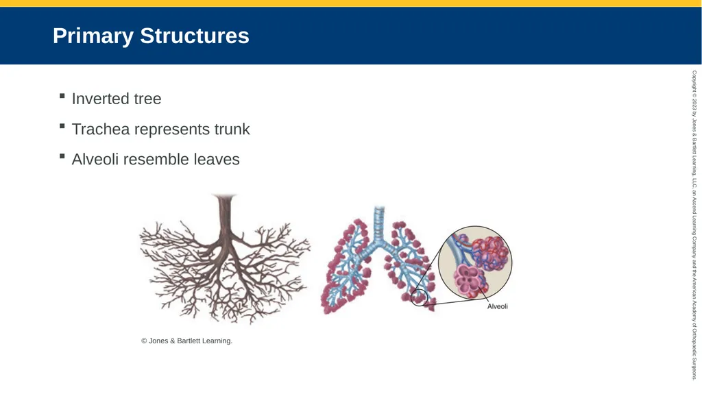 Respiratory Emergencies CHAPTER 17 Introduction - slide 5 of 179