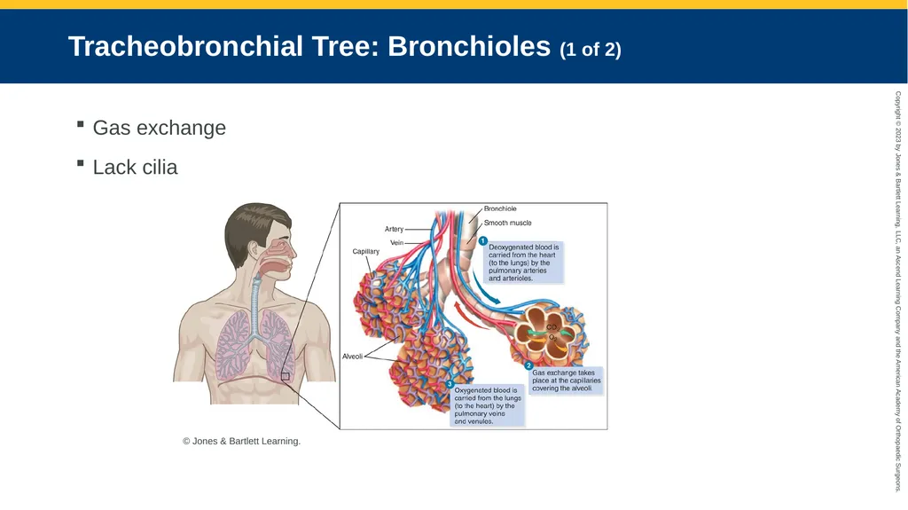Respiratory Emergencies CHAPTER 17 Introduction - slide 8 of 179