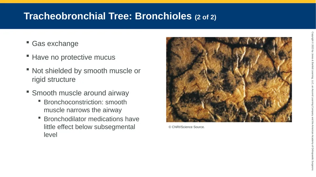 Respiratory Emergencies CHAPTER 17 Introduction - slide 9 of 179