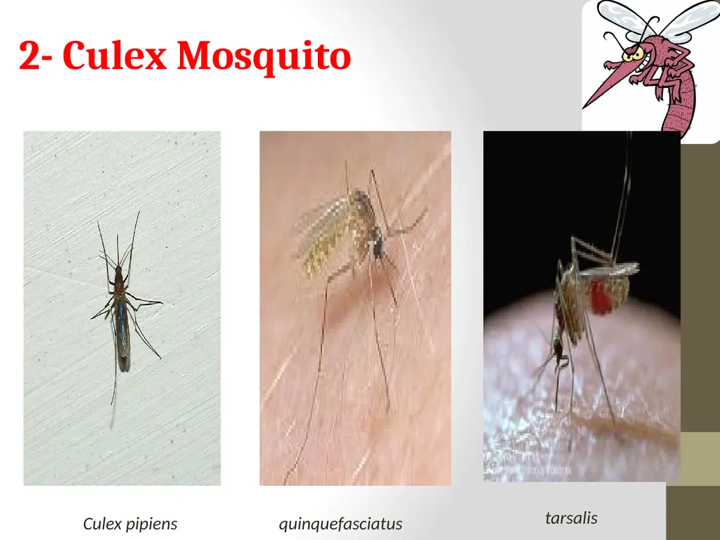 Mosquitoes Amal Almuhanna 2012 Introduction - slide 28 of 54
