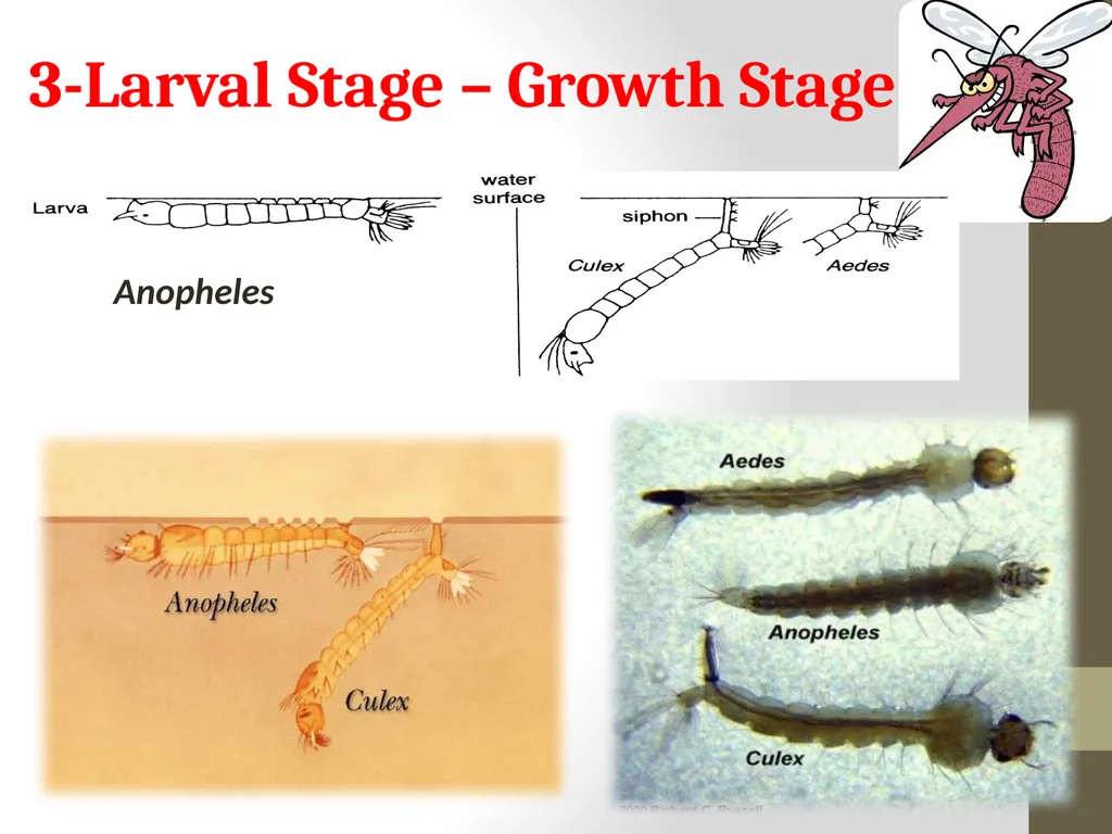 Mosquitoes Amal Almuhanna 2012 Introduction - slide 47 of 54