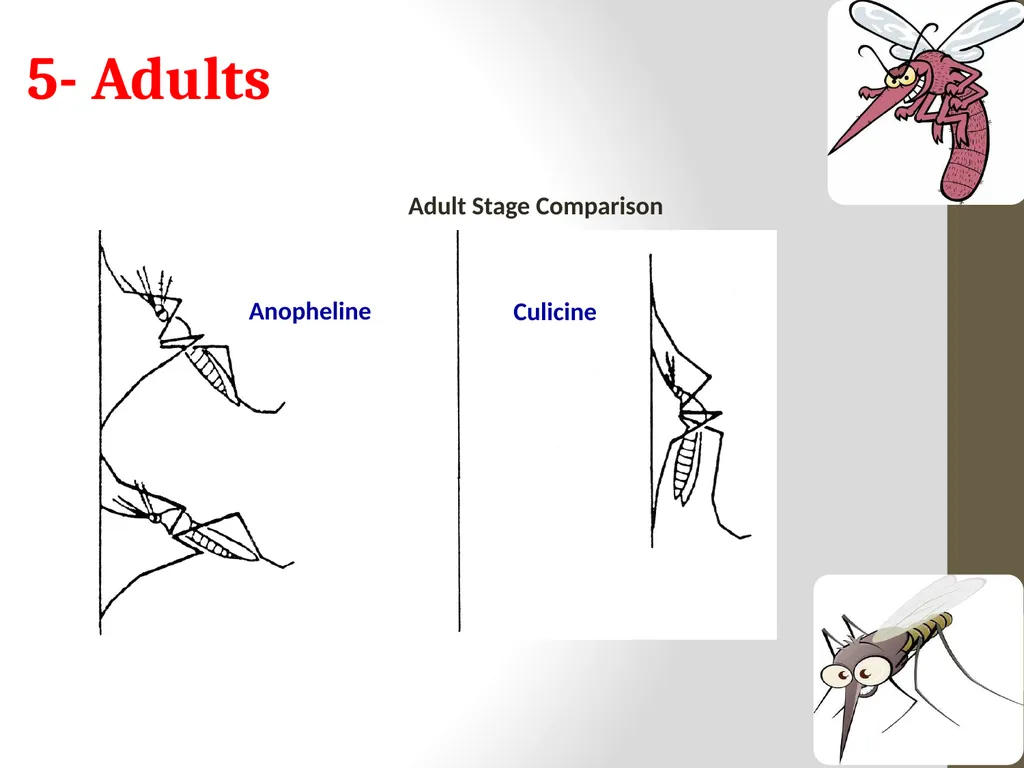 Mosquitoes Amal Almuhanna 2012 Introduction - slide 51 of 54