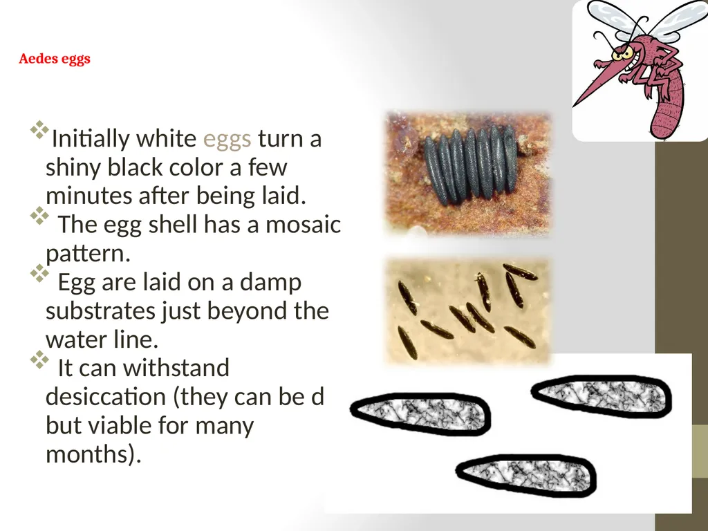 Mosquitoes Amal Almuhanna 2012 Introduction - slide 21 of 54