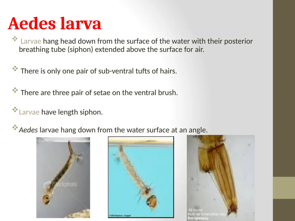 Mosquitoes Amal Almuhanna 2012 Introduction - slide 22 of 54