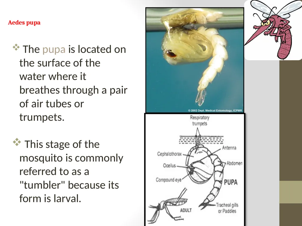 Mosquitoes Amal Almuhanna 2012 Introduction - slide 23 of 54